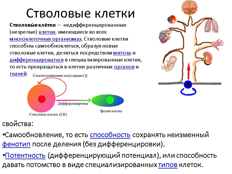 Стволовые клетки свойства: Самообновление, то есть способность сохранять неизменный фенотип после деления (без дифференцировки).